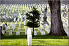 bcwfmc > SF Presidio National Cemetery