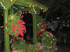 bcwfmc > Shot of Jardines for Sandy